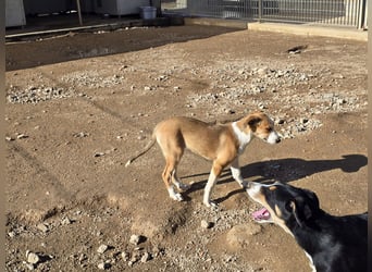 Billie: Hallo, hier bin ich!