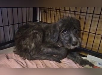 Astra: bereit für ihre eigene Familie