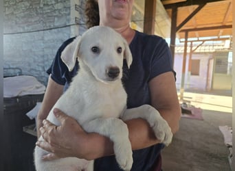 Stefanino: kleiner Fratz sucht Kuschelplatz