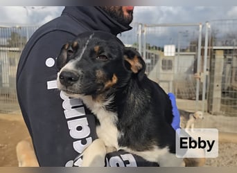 Ebby: ein Schatz für die ganze Familie