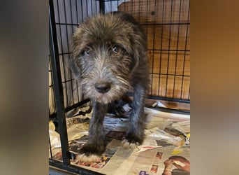 Astra: bereit für ihre eigene Familie