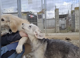 Cupcake: einfach nur Zucker