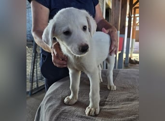 Stefanino: kleiner Fratz sucht Kuschelplatz