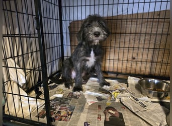 Astra: bereit für ihre eigene Familie