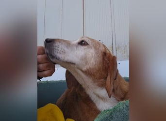 Perla: darf sie noch einmal Liebe spüren?