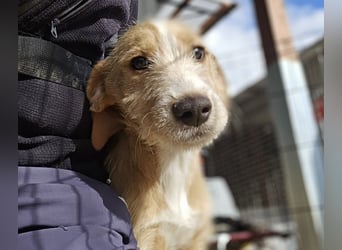 Simon: kleiner Herzensbrecher