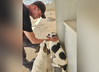 Carlo: sein Blick ist unwiderstehlich