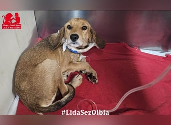 Lilli: sie muss man lieb haben