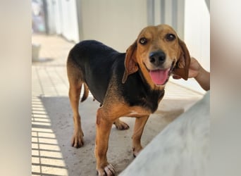 Fine: eine Seele von Hund