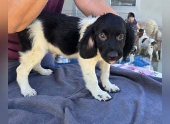Guiseppino: kleiner Fratz sucht Kuschelplatz