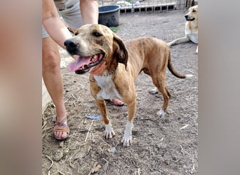 Toots: von der Kette ins liebevolle Zuhause