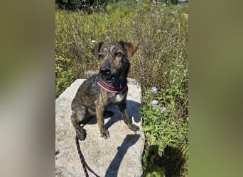 Rosino: ein Schatz für "überall mit dabei"