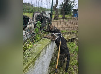 Frieda: ein echter Hingucker