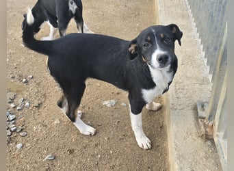 Zero: er wäre gerne Familienhund