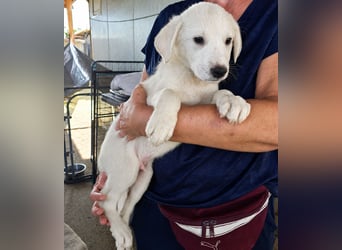 Stefanino: kleiner Fratz sucht Kuschelplatz