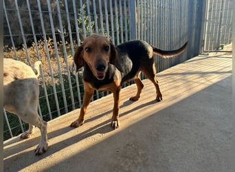 Fine: eine Seele von Hund