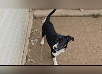 Ebby: ein Schatz für die ganze Familie