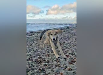 Sofia sucht dringend ein neues Zuhause