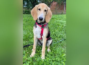 Sofia sucht dringend ein neues Zuhause