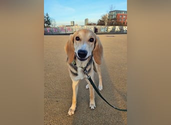 Sofia sucht dringend ein neues Zuhause