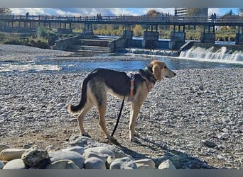 Sofia sucht dringend ein neues Zuhause