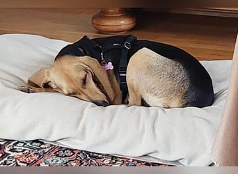 Maria sucht ein Zuhause