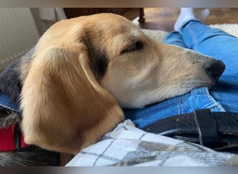 Sofia sucht dringend ein neues Zuhause