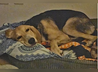 Sofia sucht dringend ein neues Zuhause