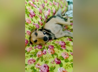 Maria sucht ein Zuhause