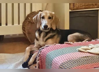 Sofia sucht dringend ein neues Zuhause