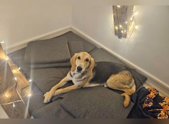 Sofia sucht dringend ein neues Zuhause