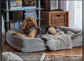 Maria sucht ein Zuhause