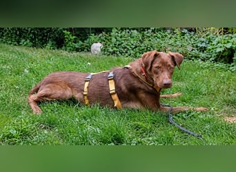 Liza: rotbraune Schönheit
