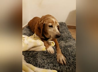 Perla: wer hätte das gedacht?