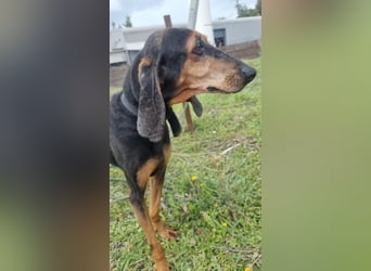 Dringend Mila sucht Pflegestelle oder Zuhause