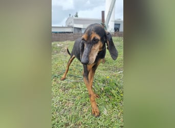 Dringend Mila sucht Pflegestelle oder Zuhause