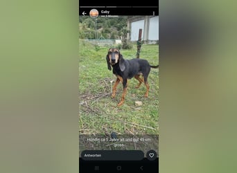 Dringend Mila sucht Pflegestelle oder Zuhause