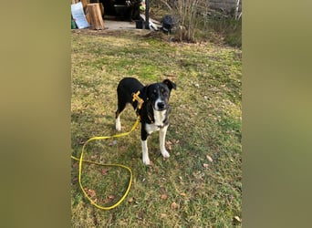 Zero: was für ein toller Junghund