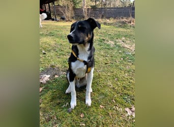 Zero: was für ein toller Junghund