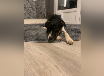 Zero: was für ein toller Junghund