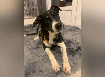 Zero: was für ein toller Junghund