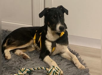 Zero: was für ein toller Junghund