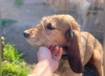 Bella - wer schenkt der schüchternen Hündin ein Zuhause