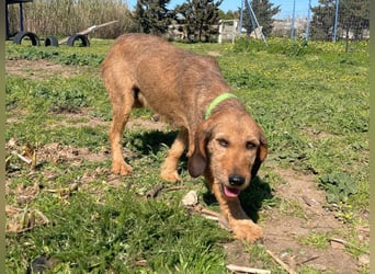 Bella - wer schenkt der schüchternen Hündin ein Zuhause