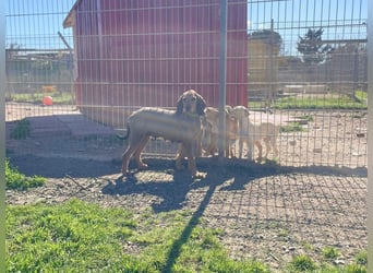 Bella - wer schenkt der schüchternen Hündin ein Zuhause