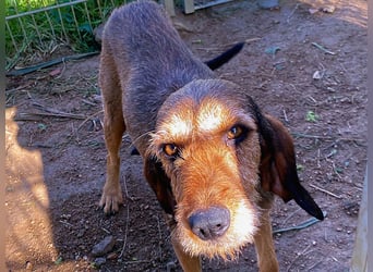 Bella wer schenkt der schüchternen Hündin ein Zuhause
