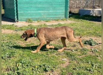Bella - wer schenkt der schüchternen Hündin ein Zuhause