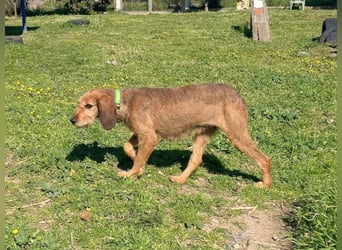 Bella - wer schenkt der schüchternen Hündin ein Zuhause
