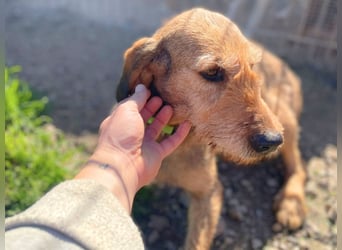 Bella - wer schenkt der schüchternen Hündin ein Zuhause