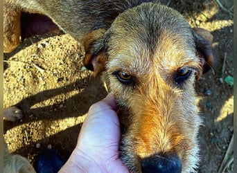 Bella wer schenkt der schüchternen Hündin ein Zuhause